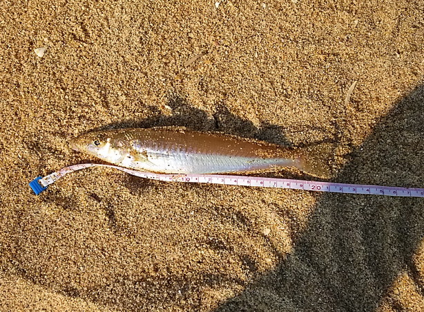 浜詰　シロギス　20cm