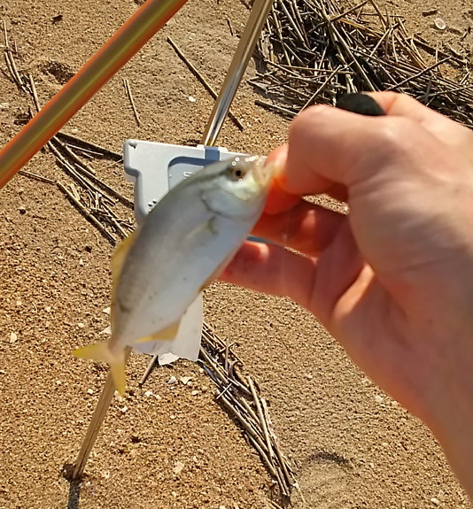 浜詰　ヒラマサの幼魚