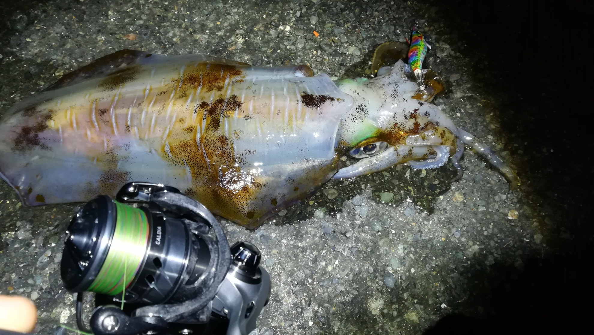 春アオリ 1.4kg ～諦めたらそこで…～